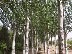 -乌素图国家森林公园
