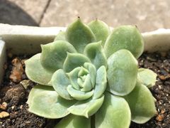 -喜家德虾仁水饺(马栏店)