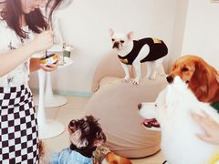 -怪兽屋·羊驼·猫咖·狗咖(俊华广场店)