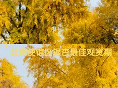 -三里屯东五街银杏大道