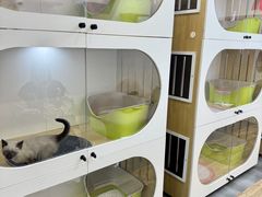 -青奢宠物·青奢猫舍