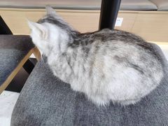 -喵园·猫主题咖啡厅·撸猫·猫咖(国贸店)