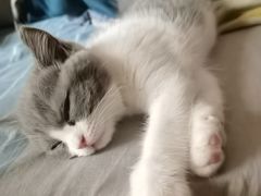 -lincat·猫舍(广州店)