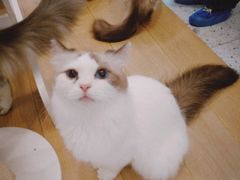 -猫域·湾主题猫咖·宠物吧(南坪城市广场店)