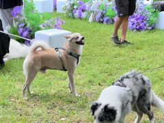 -青岛海尔洲际酒店