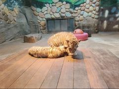 -上海野生动物园
