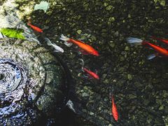 -几荷·恰似故人来(秀水广场店)