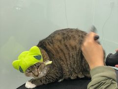 -爱洗澡的猫(望京店)