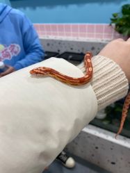 -Moni星球萌宠·小马宝莉·灵蛇·高端高阶全萌宠互动体验俱乐部(红豆国际广场店)
