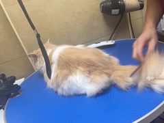 -佳雯宠物医院·皮肤科·内外科(春晓路分院)