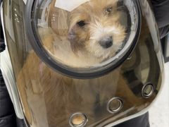-瑞派康怡24h宠物医院·犬猫医疗中心·微创绝育(瑞景分院)