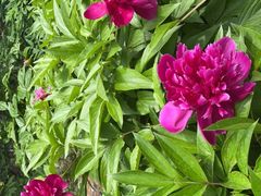 -国家植物园南园