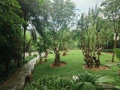 -深圳仙湖植物园