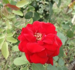 -圣露庄园·草坪婚礼·宴会厅·会议