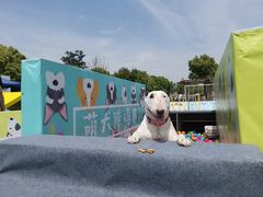 -田园东方蜜桃村的田野营地