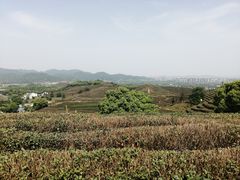 -龙坞茶村