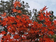 -铁山坪森林公园