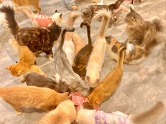 -楼上猫咖(罗湖店)