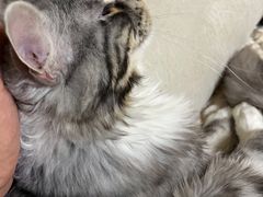 -宠福鑫康馨动物医院·骨科·眼科