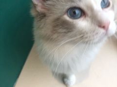 -飞行喵MR PILOT|猫舍·猫咖(静安大融城店)