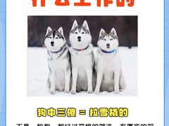 -翊宠yipet猫狗购宠庄园犬舍•猫舍