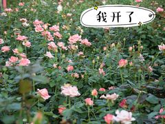 -香蜜公园
