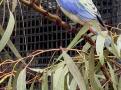 -费瑟代尔野生动物园