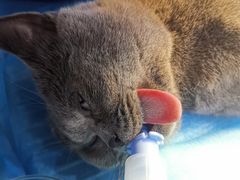 -伟伟宠物医院·CT影像中心·瑞派犬猫综合性门诊(汉口总院)