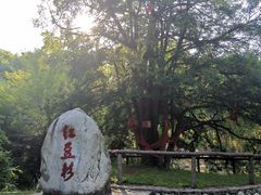 -青峰峡国家森林公园