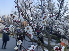 -昆山城市生态森林公园