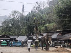 -野象谷景区