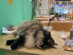 -藏猫猫咖啡主题馆(中央大道店)