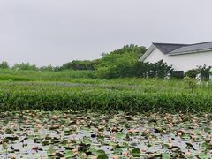 -陶辛水韵