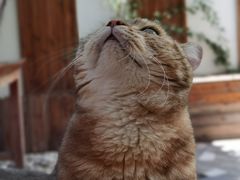 -喵屿·大理花园猫咖