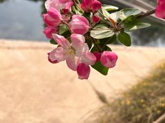 -海棠花溪(元大都城垣遗址公园)