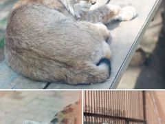 -青藏高原野生动物园