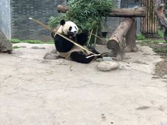 -都江堰中华大熊猫苑