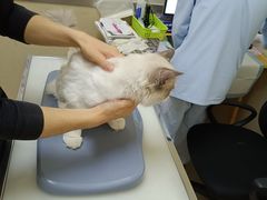 -爱妮康宠物医院·干细胞免疫细胞·肿瘤·心脏(张江店)