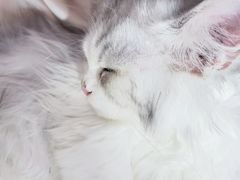 -Bastet sally猫舍购宠(静安店)