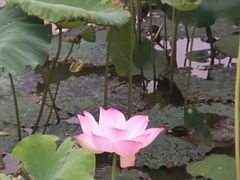 -武汉紫薇都市田园