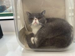 -瑞派·关忠动物医院·猫专科·犬专科(三环新城店)