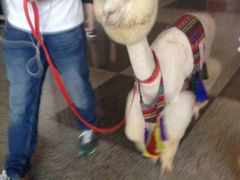 android_upload_pic-东浩兰生上海世博展览馆