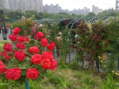 -金银湖国家城市湿地公园