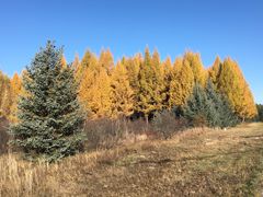 -塞罕坝国家级自然保护区