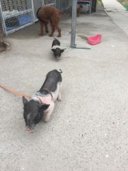 -萌宠亲子动物乐园(槐房万达店)