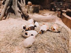 -zoonana室内动物园(东方福来德店)