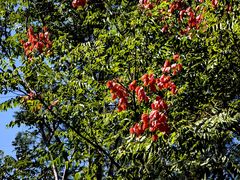 -昆山城市生态森林公园