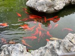 -麒麟小院·老九江菜(安平路店)