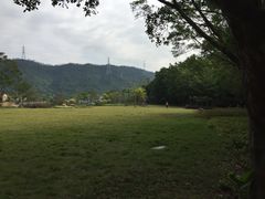 -银湖山郊野公园-相思林