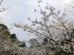 -南山植物园